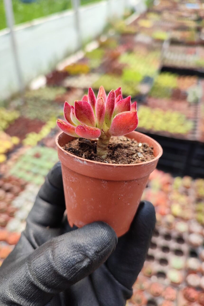 Cereus Peruvianus Monstrosus Kakt Skent