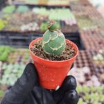 Opuntia Reticulata Cobra