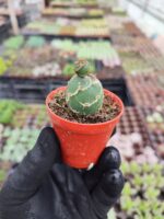 Opuntia Reticulata Cobra
