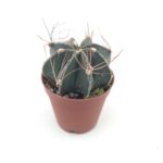 Astro ornatum hybrid