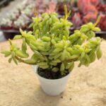 Peperomia nivalis - 5.5 Cm Saksı