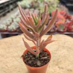 Kalanchoe Kewensis Sukulent - 5.5 Cm Saksı