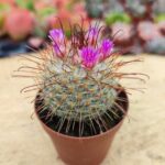 Mammillaria Bombycina - Pembe Çiçek