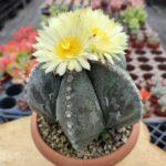 Astrophytum fukuryu-Özel Desen(12.5cm Çap)