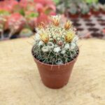 Mammillaria Kaktüs - 5.5 Cm Saksı
