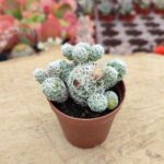 Mammillaria gracilis