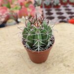 Melocactus matanzanus (Kırmızı tepe) - 5.5 cm saksı