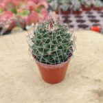 Mammillaria Polythele - 5.5 Cm Saksı