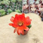 Chamaecereus hybrid (Kırmızı Çiçekli)