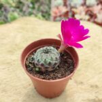 Sulcorebutia Rauschi Kaktüs