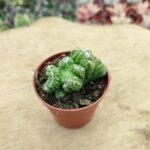 Cereus peruvianus cristata