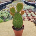 Opuntia Microdasy Rufida Kaktüs