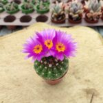 Notocactus Rutilans Kaktüs