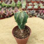 Astrophytum ornatum