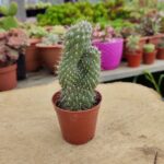 Opuntia fulgida cristata