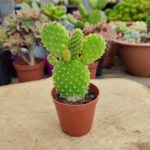 Opuntia Microdasy Kaktüs