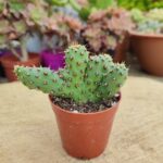 Opuntia Ssp Cristata Kaktüs