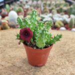 huernia angolensis Leş Kaktüs
