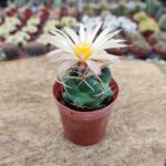 Coryphantha elephantidens