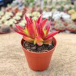 Crassula capitella thyrsiflora