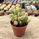 Opuntia Microdasy Rufida Minima