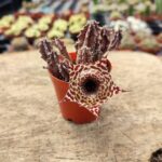 Huernia zebrina