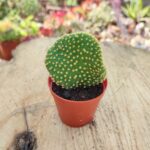 Opuntia Microdasys Cristata