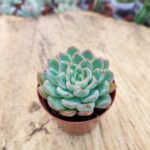 Echeveria elegans raspberry