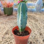 myrtillocactus geometrizans - Sütun Kaktüs