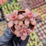 Echeveria Compressicaulis