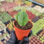 Crassula Budha Temple Sukulent