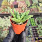 Haworthia spider white Sukulent