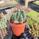 Ferocactus latispinus