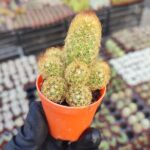 Mammillaria elongata