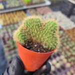 Hildewintera Aureispina Cristata