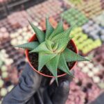 Haworthia spiralis limifolia