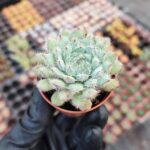 Echeveria Setosa Var Deminuta