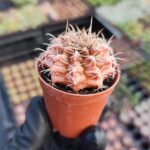 Gymnocalycium anisitsi Kaktüs