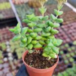 Crassula rupestris