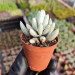 Senecio Haworthia