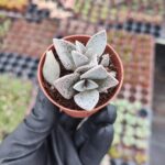 Lenophyllum Guttatum