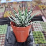 Haworthia Big Bang