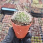 Nyctocereus serpentinus cristata