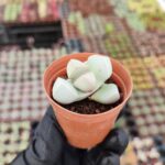 Lapidaria margaretae