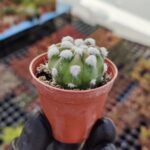 Echinopsis Subdeunata Kaktüs