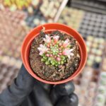 Mammillaria painteri