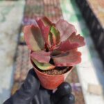 Kalanchoe Six angled