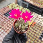 Chamaecereus hybrid (Pembe Çiçek)