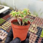 Aeonium lindleyi - Aşk Ağacı