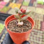 Adromischus marianae herrei